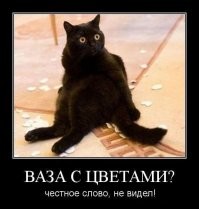 22 хвостатых хулигана, которые пытаются выглядеть после своих проделок добропорядочными котиками