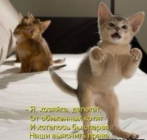 22 хвостатых хулигана, которые пытаются выглядеть после своих проделок добропорядочными котиками