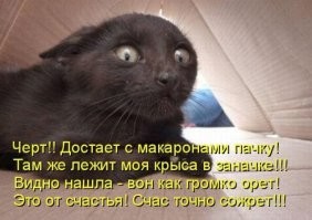 22 хвостатых хулигана, которые пытаются выглядеть после своих проделок добропорядочными котиками