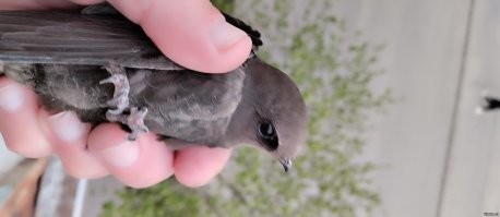 За сезон несколько стрижей с балкона выпускаю. Об стену ударяется, а потом через перила перелететь не могут. Недавно один в комнату залетел, еле поймал его!