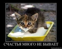 24 котика, которые отказались от стандартного способа употребления воды и только выиграли от этого