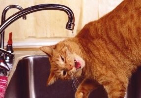 24 котика, которые отказались от стандартного способа употребления воды и только выиграли от этого