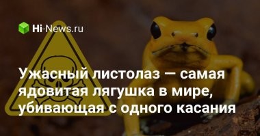 12. "Людочка, ты щас умрешь!" 

Самая ядовитая лягушка.