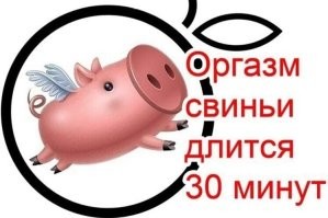 Таракан живёт бeз голoвы 9 дней, после чего умирает от голода. (Я все o свинье думаю...)