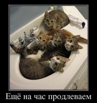 24 пушистые жемчужины, выбравшие для себя оригинальную оправу