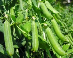 Фото вне времени)) Хотя, самые яркие мои воспоминания про горох связаны именно с СССР. После 9 класса поехали мы в колхоз - свёклу пропалывать. И было там мероприятие - большой вечерний костёр на краю поля... горохового. Обожрались там одноклассники этого гороха (я не ел - он каким-то белым налётом покрыт был) - и обдристались все на следующий день. За кабинки в школьном туалете (нас разместили в сельской школе) шли бои, проигравшие срали прямо за спортзалом, а все наглядные пособия были уничтожены на подтирку. Долго нас местные вспоминали потом, наверное))