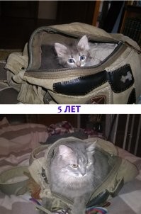 17 наглядных примеров, как быстро растут питомцы