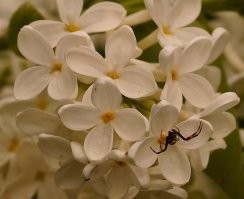 А эта зеленушка вообще хивет только в теплом климате, Кавказ, Китай... 
Дачное... Плюс 100500 мелких волков, больно шустры, прыгают - Бубке не снилось, не снимал...