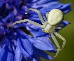 А эта зеленушка вообще хивет только в теплом климате, Кавказ, Китай... 
Дачное... Плюс 100500 мелких волков, больно шустры, прыгают - Бубке не снилось, не снимал...