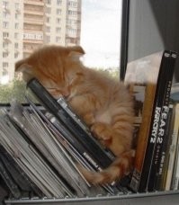 25 котиков, которые стали пленниками Морфея и очень довольны этим фактом