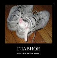25 котиков, которые стали пленниками Морфея и очень довольны этим фактом