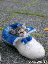 25 котиков, которые стали пленниками Морфея и очень довольны этим фактом