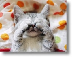 25 котиков, которые стали пленниками Морфея и очень довольны этим фактом