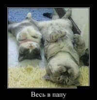25 котиков, которые стали пленниками Морфея и очень довольны этим фактом