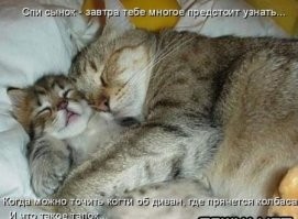 25 котиков, которые стали пленниками Морфея и очень довольны этим фактом