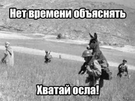 Печальная участь «ослиного такси»: за кулисами туристического рая