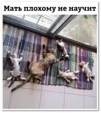 30 котеек, которые спят так сладко, что вызывают умиление не только хозяев, но и всего мира