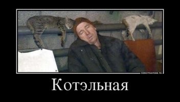30 котеек, которые спят так сладко, что вызывают умиление не только хозяев, но и всего мира