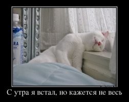 30 котеек, которые спят так сладко, что вызывают умиление не только хозяев, но и всего мира