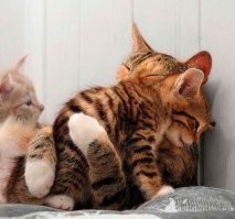 30 котеек, которые спят так сладко, что вызывают умиление не только хозяев, но и всего мира