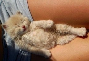 30 котеек, которые спят так сладко, что вызывают умиление не только хозяев, но и всего мира