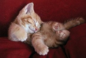 30 котеек, которые спят так сладко, что вызывают умиление не только хозяев, но и всего мира