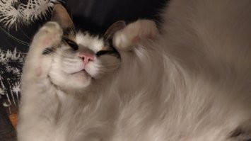 30 котеек, которые спят так сладко, что вызывают умиление не только хозяев, но и всего мира