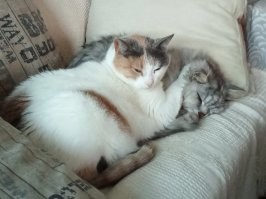 У нас тоже есть сладкая парочка