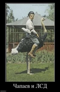 Новое развлечение у китайской молодёжи — катание на страусах