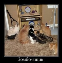 30 котиков, которые выбрали разные способы взаимодействия с телевизором и не прогадали