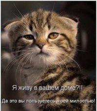 17 человек, которые говорили, что животным в доме не место