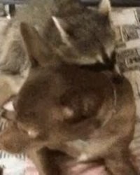Просто гифки, всякие и&nbsp;разные