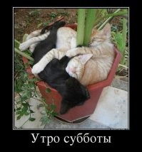 23 неожиданных котополомки и результаты, к которым они привели