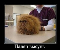 23 неожиданных котополомки и результаты, к которым они привели