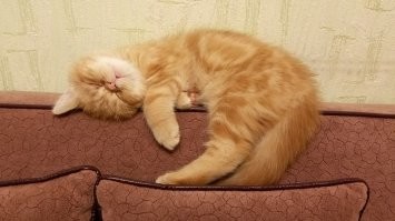 23 неожиданных котополомки и результаты, к которым они привели