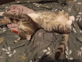 23 неожиданных котополомки и результаты, к которым они привели