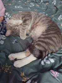 23 неожиданных котополомки и результаты, к которым они привели