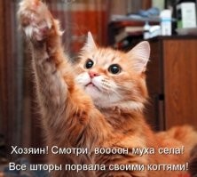 24 котика, которые решили выступить в роли дизайнеров интерьера и преуспели в этом