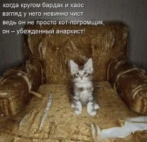 24 котика, которые решили выступить в роли дизайнеров интерьера и преуспели в этом