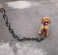 Почему ругань из-за намордников никогда не закончится?