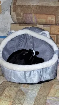 23 неожиданных котополомки и результаты, к которым они привели