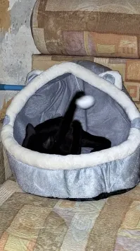 23 неожиданных котополомки и результаты, к которым они привели