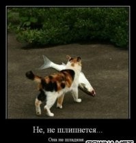 Реакция котёнка на большую рыбу
