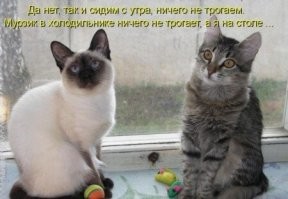 18 чудных питомцев, жизнь с которыми никогда не будет скучной