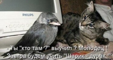 18 чудных питомцев, жизнь с которыми никогда не будет скучной