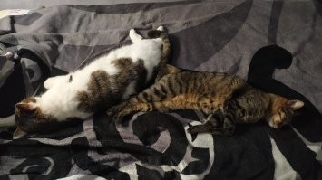 4 года и 3 котам )) После дачи уставшие что пздц... Мыши, ящерки, воробушки и вообще хз кто им там покоя не даёт ))))) Они в дачный сезон дома даже друг с другом не бесятся как осенью или зимой. Тупо жрут, спят и жаждят пятницы!!