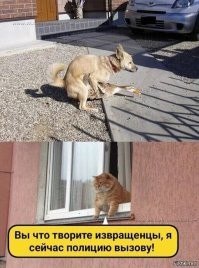 Весёлые комиксы про животных, в которые можно залипнуть надолго