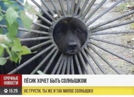 18 случаев, когда собаки вели себя как самые настоящие чудаки