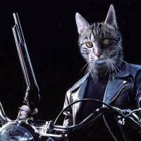 Кот-терминатор из будущего