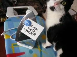 Мужчина не погладил кота и был наказан